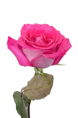 Güzel pembe bir gülün bir çiçeği beyaz arka planda izole edilmiş.