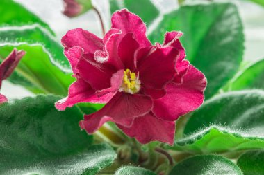 Burgonya menekşeli bir çiçeğin Macro fotoğrafı. Saintpaulia 'lar yeşil yaprakların arka planında, güneş ışığında, arka planda