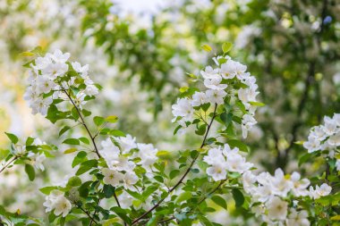 Güneşli bir günde parkta yabani bir elma ağacı açar..
