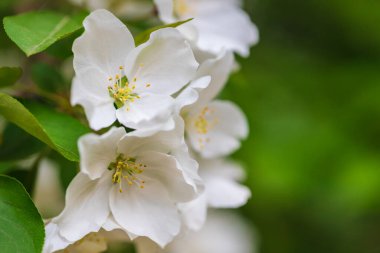 Parkta yeşil arka planda yabani elma çiçekleri var. Makrofotoğrafçılık.