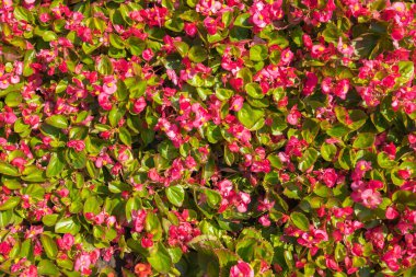 Begonya çiçekleri. Çiçek deseni. Kırmızı begonya. Doku efektli çiçek arkaplanı. Üst görünüm.