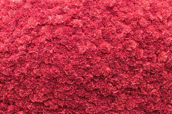 Rico Fundo Muitas Flores Cravo Vermelho Com Efeito Volume — Fotografia de Stock