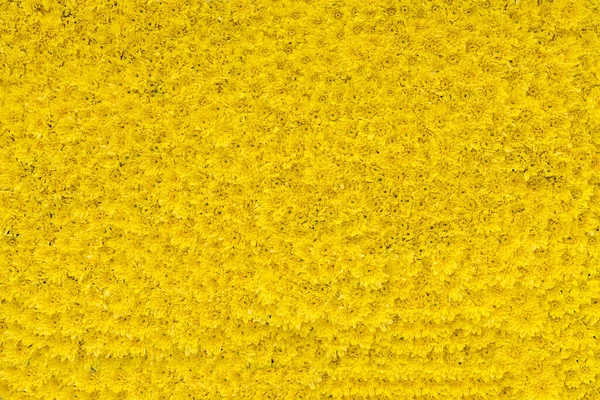 Жовті Хризантеми Тла Вид Зверху Квіткові Шпалери Ефект Текстури — стокове фото