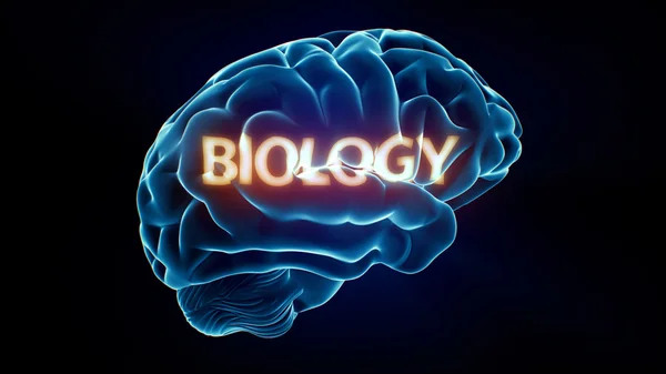 Biology Xray Brain — Stock Photo, Image