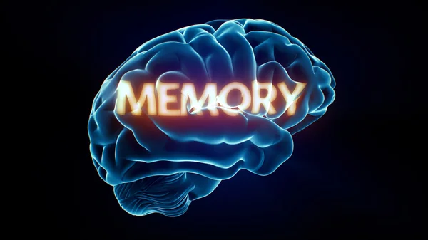 メモリ xray 脳 — ストック写真