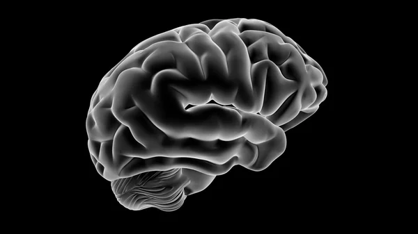 Мозг рентгена — стоковое фото