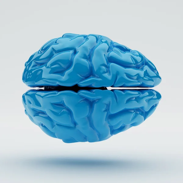 Brain — Stock Photo, Image