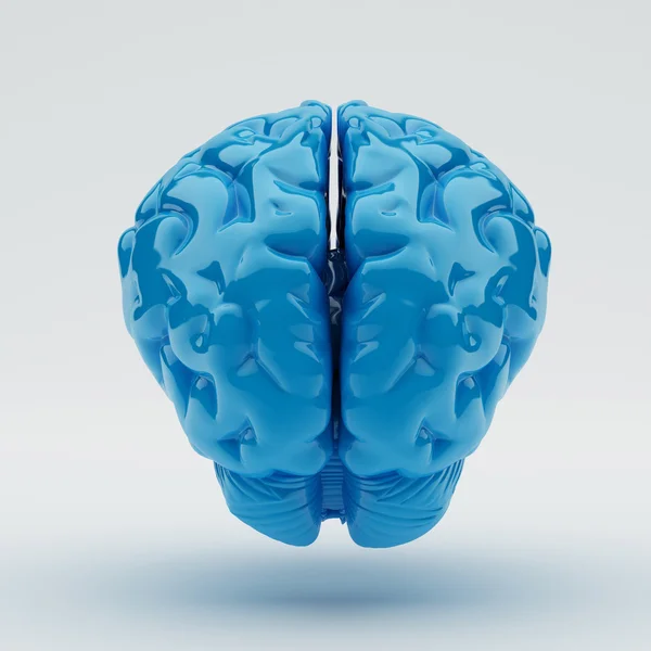 Brain — Stock Photo, Image