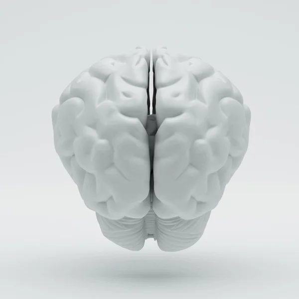 Brain — Stock Photo, Image