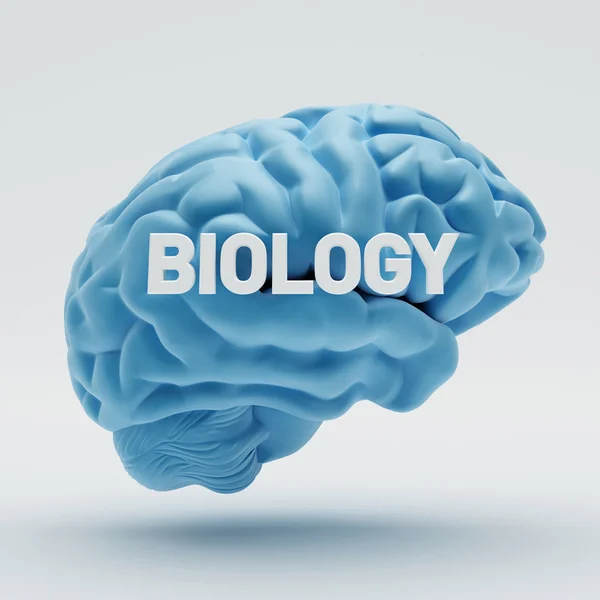 Biologie hersenen — Stockfoto