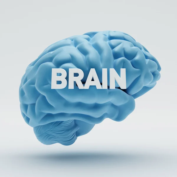 Brain — Stock Photo, Image