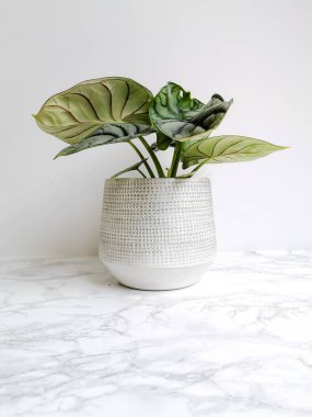 Alocasia gümüş ejderi veya gümüş mücevher alocasia (Alocasia begin) beyaz arka planda beyaz bir tarlada