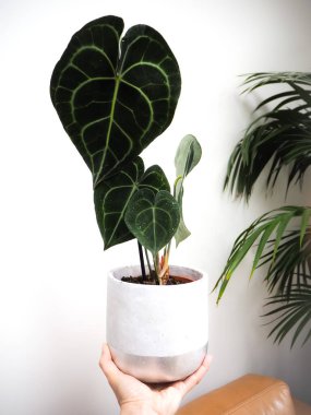 Beyaz arkaplana karşı bir saksıda anthurium ya da beyaz damarlı anthurium tutan el.