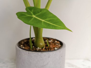 Bir alocasia frydek (alocasia micholitziana) bebeğine yakın çekim