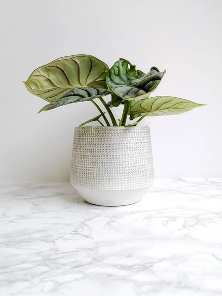 Alocasia Silver Dragon Silver Jewel Alocasia Alocasia Beginda Dans Une — Photo