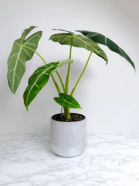 Alocasia Frydek Alocasia Micholitziana Également Connue Sous Nom Velours Vert — Photo