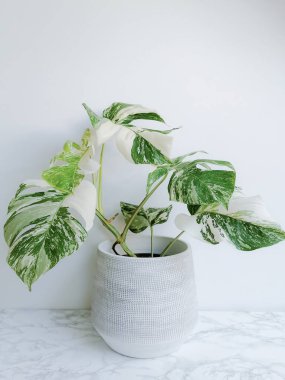 Monstera albo borsigiana or variegated monstera, full plant in a planter against a white background. Rare and expensive plant. clipart