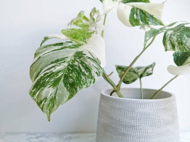 Monstera albo borsigiana ya da çeşitli canavarlar. Bitki örtüsünden gelen çok çeşitli bir yaprağın beyaz bir arka planda yakın plan görüntüsü. Nadir ve pahalı bir bitki..