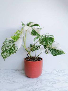 Monstera albo borsigiana or variegated monstera, full plant in a planter against a white background. Rare and expensive plant. clipart
