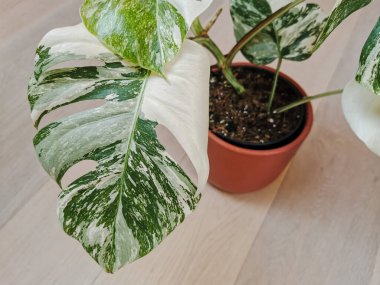 Monstera albo borsigiana ya da çeşitli canavarlar. Ahşap zemindeki bir saksının içindeki bitkinin yapraklı görüntüsü. Nadir ve pahalı bir bitki..