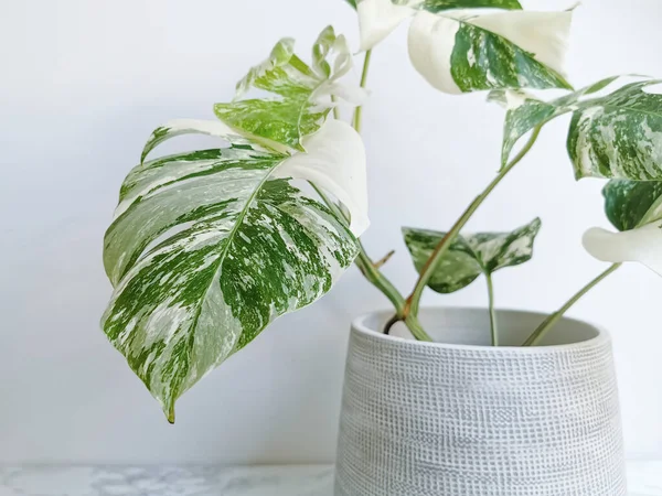 Monstera Albo Borsigiana Variegated Monstera Closeup Highly Variegated Leaf Full Royalty Free Stock Photos