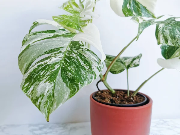 Monstera Albo Borsigiana Variegated Monstera Leaf Closeup Full Plant Planter Stock Picture