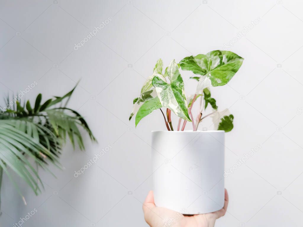 Hand holding a white variegated syngonium or syngonium podophyllum albo variegata against a white background. Rare plant. Jungle interior.