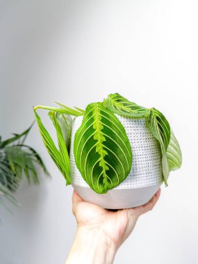 Dua et de, beyaz arka planda beyaz bir el tarafından tutulan bir saksının içindeki limonlu limonata bitkisi Maranta Leuconeura olsun. Nadir bitki.