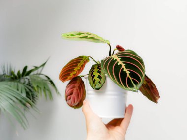 Dua bitkisi Maranta Leuconeura var. Erythroneura ya da Maranta Leuconeura büyüleyicisi beyaz bir el tarafından tutulan saksıda üç renkli bir çiçek..