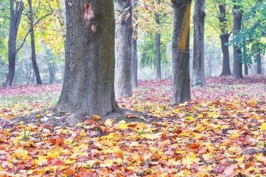 Sonbahar parkı - sarı yapraklı ağaçlar.
