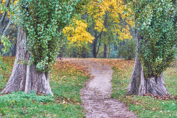 Jesienny Park Szlak Drzewa Żółtymi Liśćmi — Zdjęcie stockowe