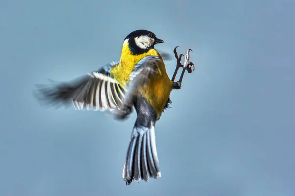 Meisen Flug Aus Nächster Nähe — Stockfoto