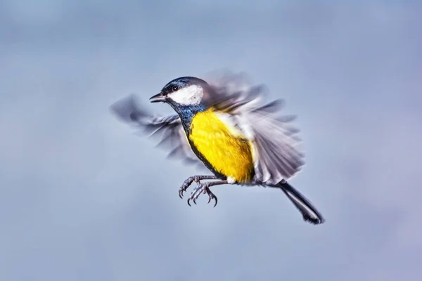 Titmouse Flygning Närbild — Stockfoto