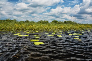 Nehir kıyısında güneşli bir gün. Reed, ağaçlar ve mavi gökyüzü bulutlarla kaplı..