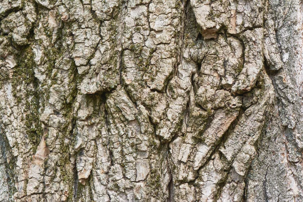 Textura Casca Árvore Natureza Fundo Madeira — Fotografia de Stock