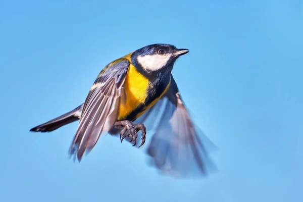 Titmouse Letu Zavřít — Stock fotografie