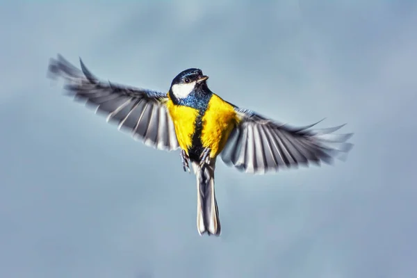 Titmouse Uçuşta Yakın Mesafede — Stok fotoğraf