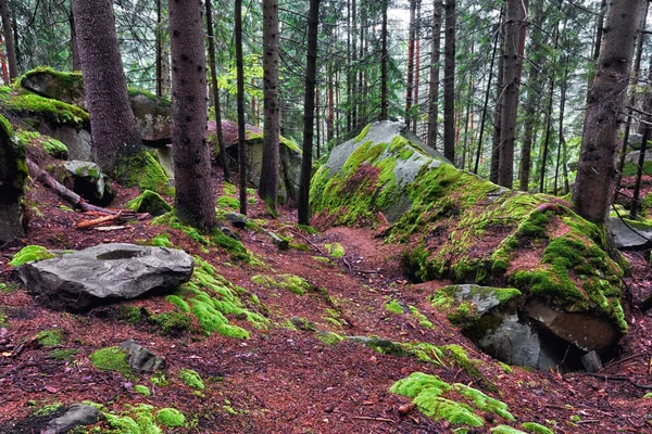 Bosque Montañoso Rocas Musgo Suelo — Foto de Stock