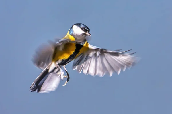 Titmouse Letu Zavřít — Stock fotografie