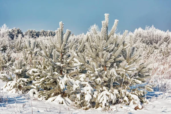 눈덮인 가운데있는 소나무 — 스톡 사진