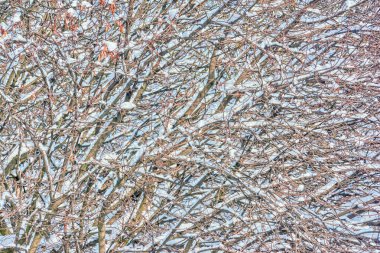 Arkaplan - karla kaplı ağaç dalları.