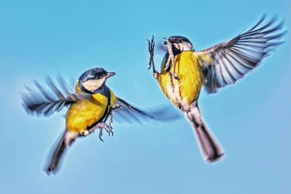 Dois Titmouse Voo Perto — Fotografia de Stock