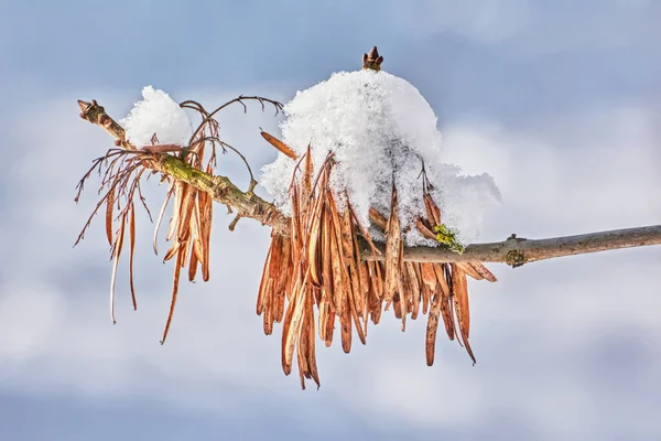 Gałąź Drzewa Pokryta Śniegiem Zbliżenie — Zdjęcie stockowe