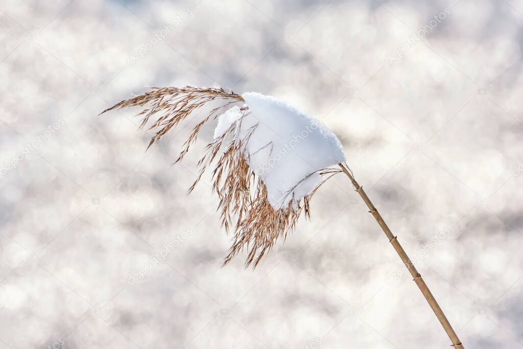 Reed stalk covered with snow close up.