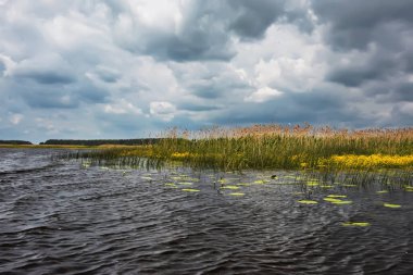 Sazlıklarla nehir kıyısında fırtına bulutları.