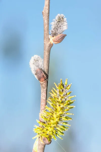 Spring Landscape Beautiful Pussy Flowers Branches — Stock Photo, Image