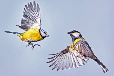 İki küçük meme faresinin hava savaşı. Yaklaş..