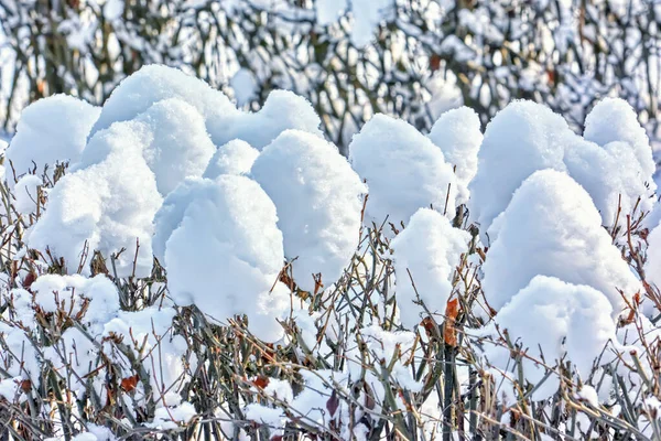 Gałęzie Krzaków Pokryte Świeżym Puszystym Śniegiem — Zdjęcie stockowe