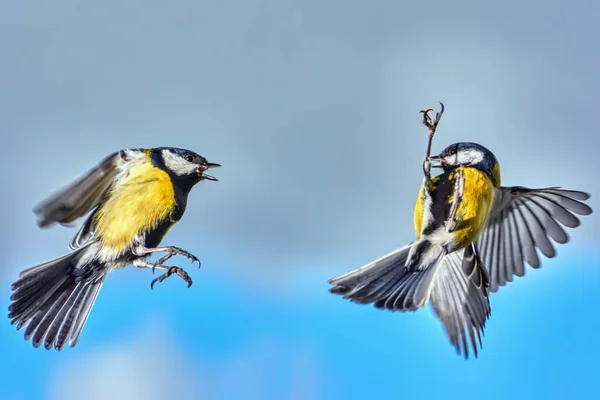 Luftkampf Zweier Kleiner Meisen Aus Nächster Nähe — Stockfoto