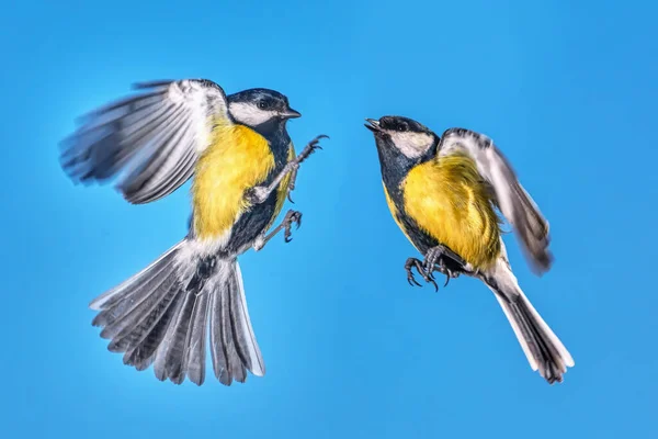 Bataille Aérienne Deux Petits Mésanges Gros Plan — Photo